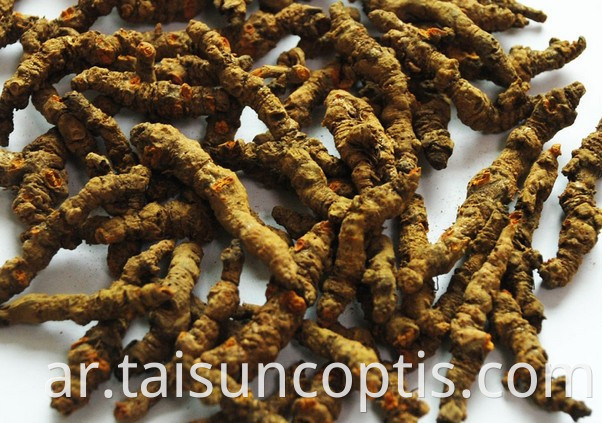 Raw Chinese Herbs Radix Coptis